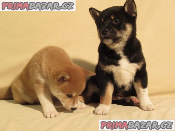 Shiba-inu bez pp