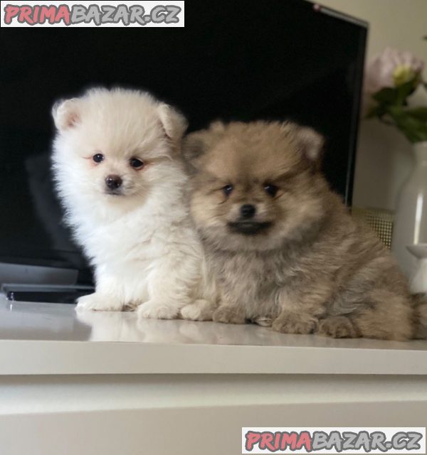 Pomeranian štěňata – fotografie 1