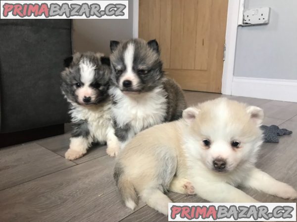 Ohromující Pomsky Pups – fotografie 1