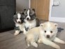 Ohromující Pomsky Pups