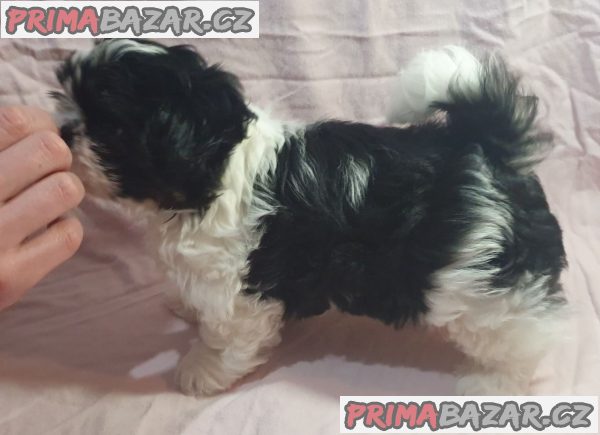 Fanji Shih Tzu – fotografie 1