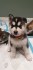 Ohromující štěně sibiřského husky na prodej