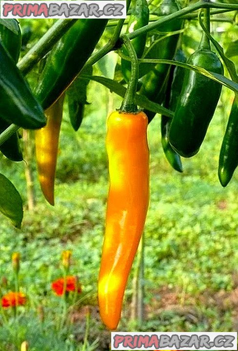 Chilli Cayenne orange