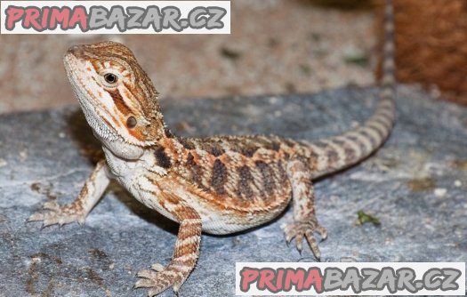 Agama vousatá mladě + terárium nové. Předaní Praha nebo Kralupy nad Vltavou. Eventuálně mohu dopravit. S chovem poradím – fotografie 1