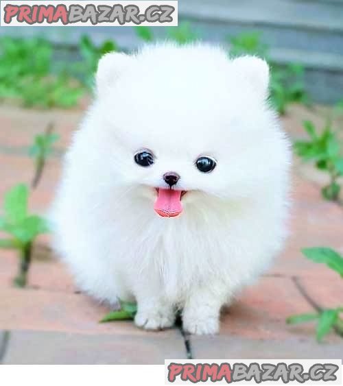 Malý německý špic/pomeranian ke krytí – fotografie 1