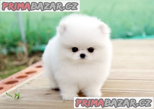 Malý německý špic/pomeranian ke krytí – fotografie 2