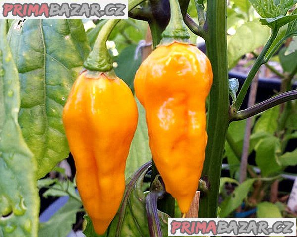 Chilli Devil_s Tongue Yellow