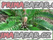 Naklíčené semeno Cycas Zamia Furfuracea