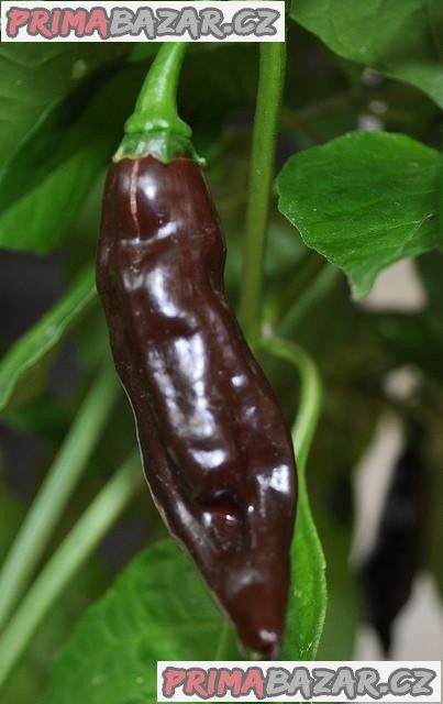 Chilli Fatalii Brown
