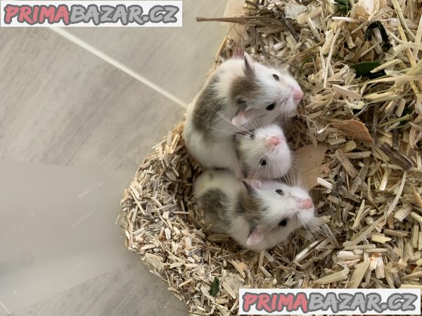 Křečík Roborovského – fotografie 3