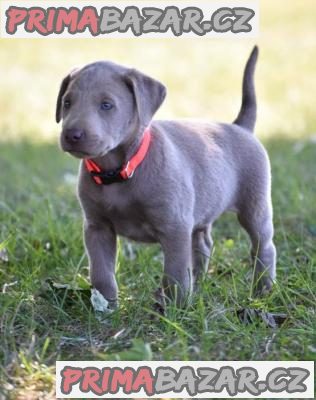 milující labrador připravený k adopci. – fotografie 1