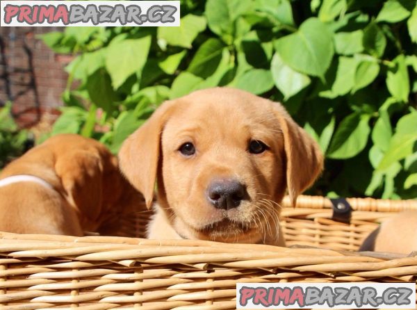 milující labrador připravený k adopci. – fotografie 2