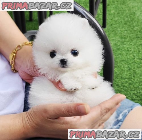 milující pomeranian připravený k adopci. – fotografie 1