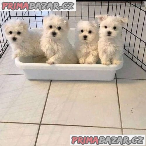 milující maltština připravená k adopci. – fotografie 1