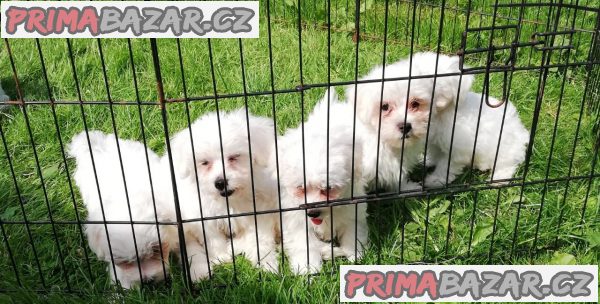 milující maltština připravená k adopci. – fotografie 3