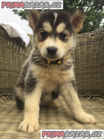 milující sibiřský husky připravený k adopci. – fotografie 1