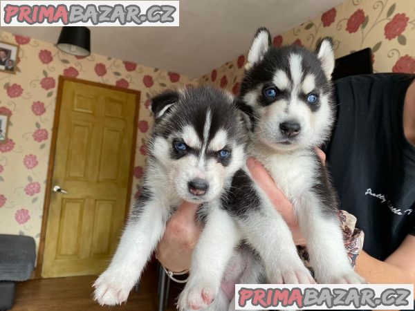 milující sibiřský husky připravený k adopci. – fotografie 2