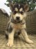 milující sibiřský husky připravený k adopci.