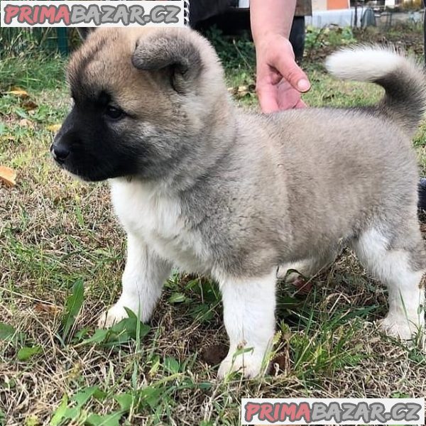 AKC reg pes a fenka Akita štěňata na prodej. – fotografie 2