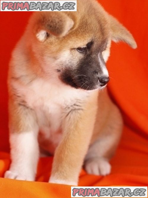 AKC reg pes a fenka Akita štěňata na prodej. – fotografie 3