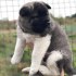 AKC reg pes a fenka Akita štěňata na prodej.