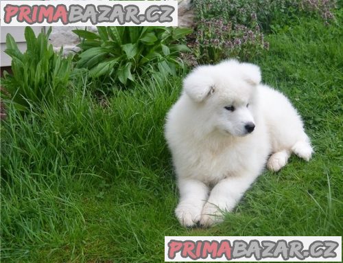 Štěně samojeda k adopci. – fotografie 2