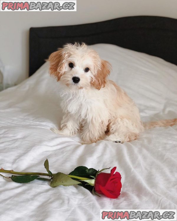 Nejsladší čistokrevná štěňata cavachon na čaj na prodej. – fotografie 2