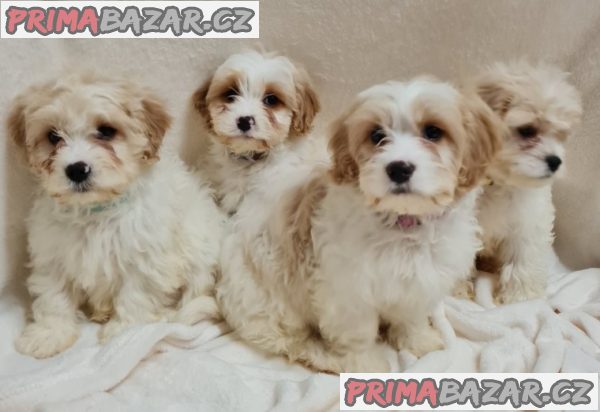 Nejsladší čistokrevná štěňata cavachon na čaj na prodej. – fotografie 3