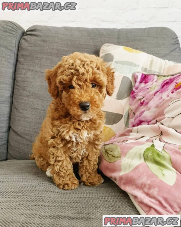 milující cavapoochon připravený k adopci. – fotografie 2