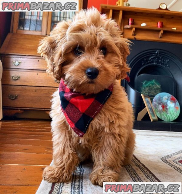 milující cavapoochon připravený k adopci. – fotografie 3