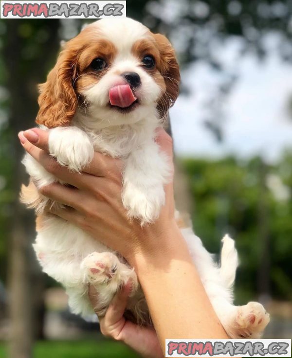 Prodám štěňata kavalír King Charles Spaniel. – fotografie 2