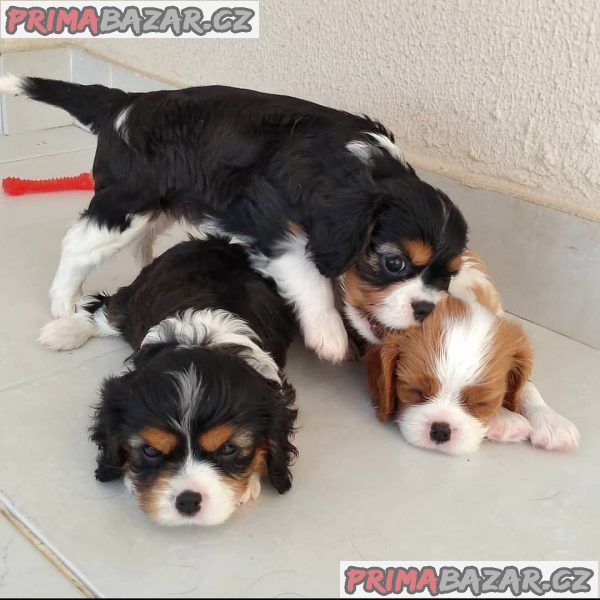 Prodám štěňata kavalír King Charles Spaniel. – fotografie 3