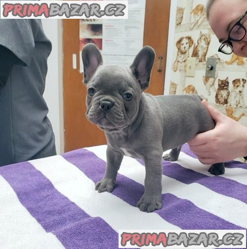 milující anglický buldok připravený k adopci. – fotografie 2