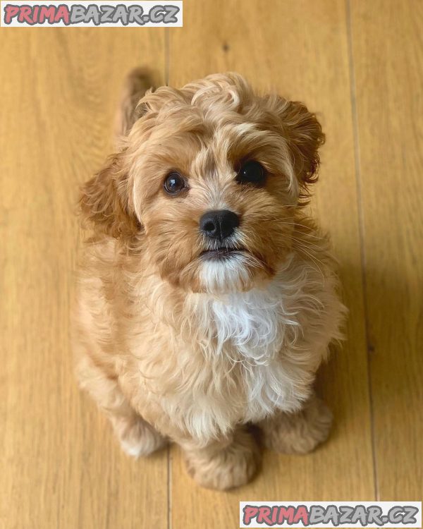 milující Cockapoo připravený k adopci. – fotografie 2