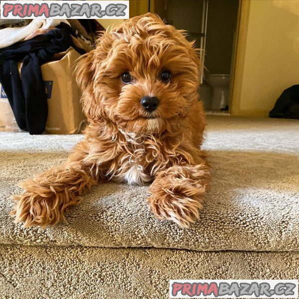 krásné cavapoo připravené k adopci. – fotografie 2