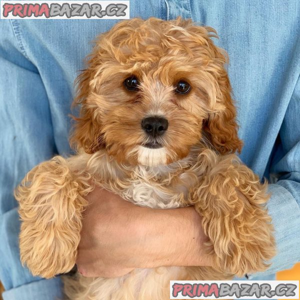 krásné cavapoo připravené k adopci. – fotografie 3