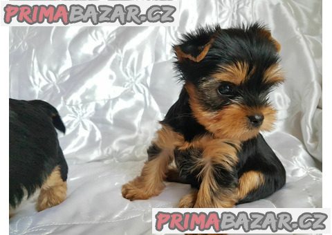 milující Yorkie teriér připravený k adopci. – fotografie 1