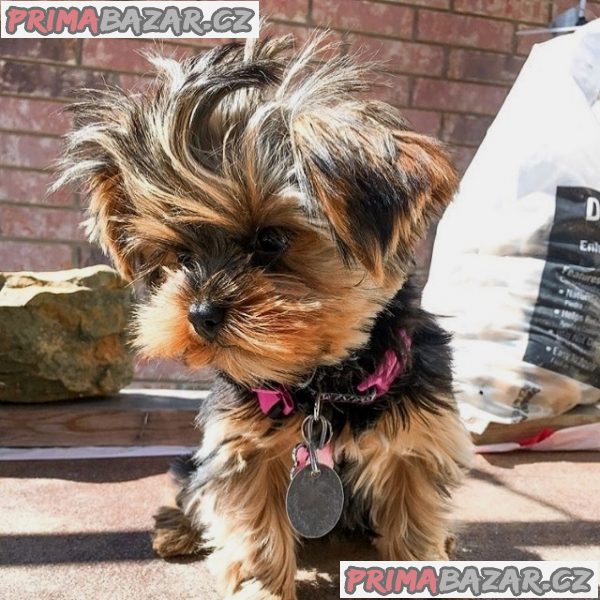 milující Yorkie teriér připravený k adopci. – fotografie 3