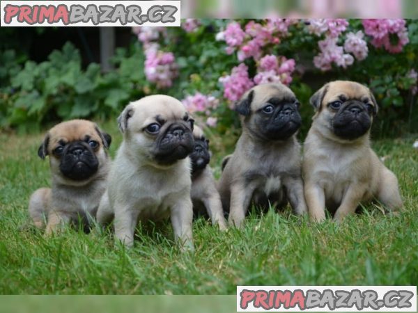 Prodávám štěňata Mops s PP – fotografie 1