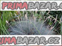 Modrá tráva - Festuca Glauca – fotografie 1