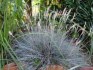 Modrá tráva - Festuca Glauca