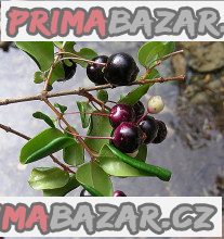Luma apiculata – fotografie 1