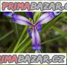 Iris trávovitý - Iris Graminea – fotografie 1