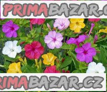 100 x semena Mirabilis Jalapa Nocenka mix barev Zvýhodněná nabídka – fotografie 1