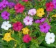 100 x semena Mirabilis Jalapa Nocenka mix barev Zvýhodněná nabídka