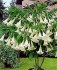 řízek Brugmansia Arborea - Andělská trumpeta