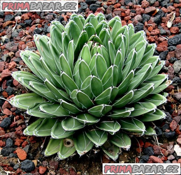 Agave victoriae-reginae Huasteca Canyon – fotografie 1