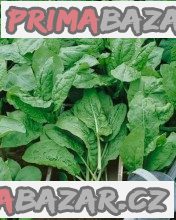 Šťovík zahradní (Rumex acetosa) – fotografie 1