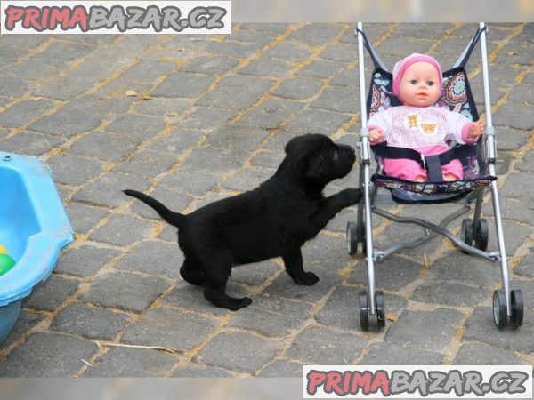 Prodám 12 týdenní štěňata labradorského retrívra v Šumperku
