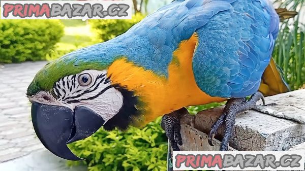 Ara Ararauna Papoušci testy DNA – fotografie 1